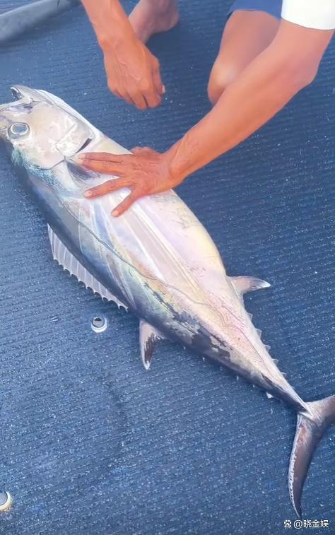 海钓金枪鱼(海钓金枪鱼视频大全高清)