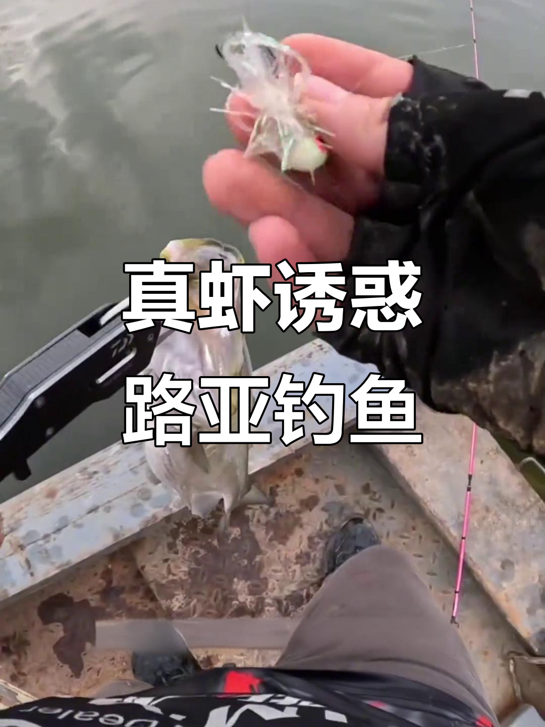 毒虾钓翘嘴技巧(夜泥鳅钓翘嘴绝密技巧)