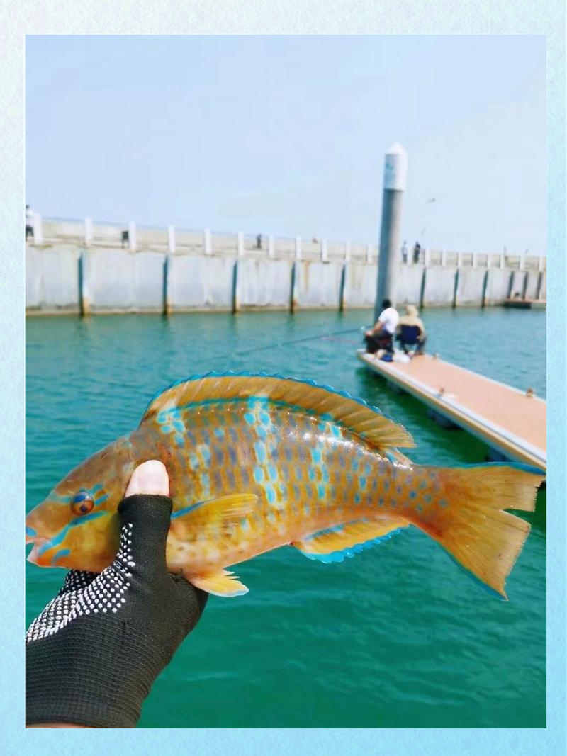 深圳海钓点(深圳海钓地方)