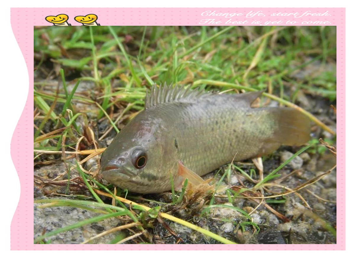 钓过山鲫技巧(过山鲫视频)