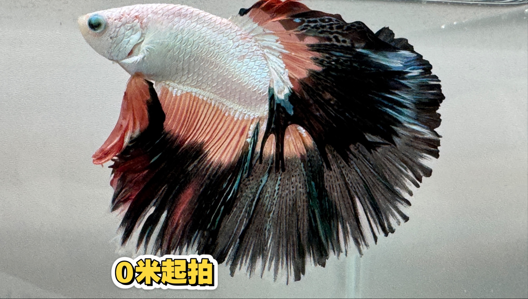 渔具斗鱼(斗鱼道具价格表)