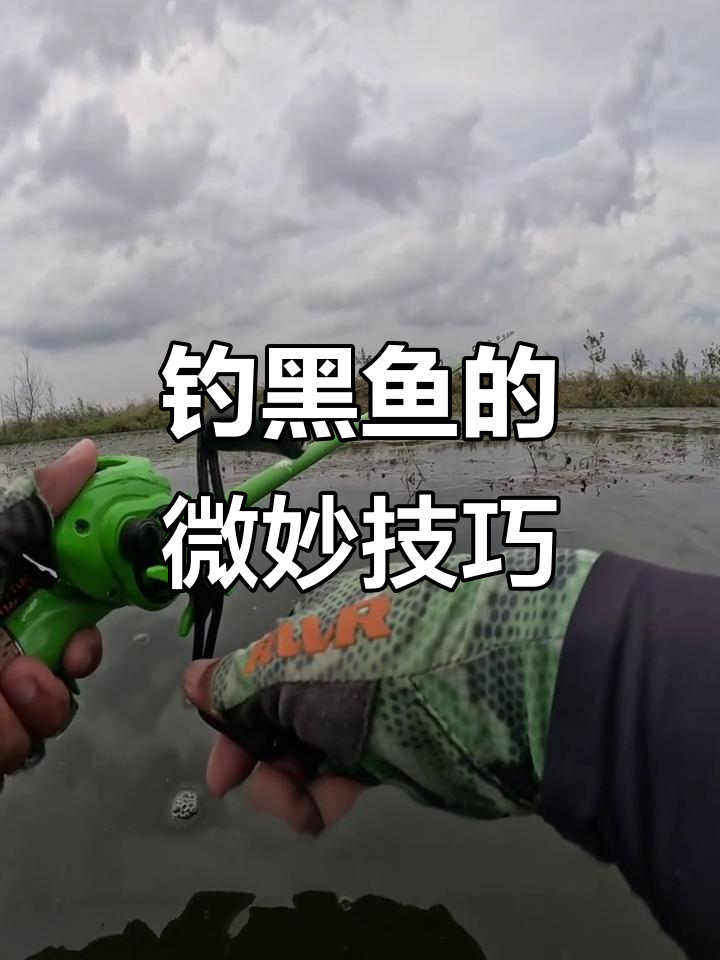 钓黑鱼技巧视频教程(公认钓黑鱼最快的钓法)