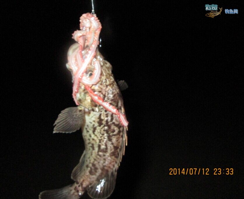海钓汇报(海钓最佳钓法图解)