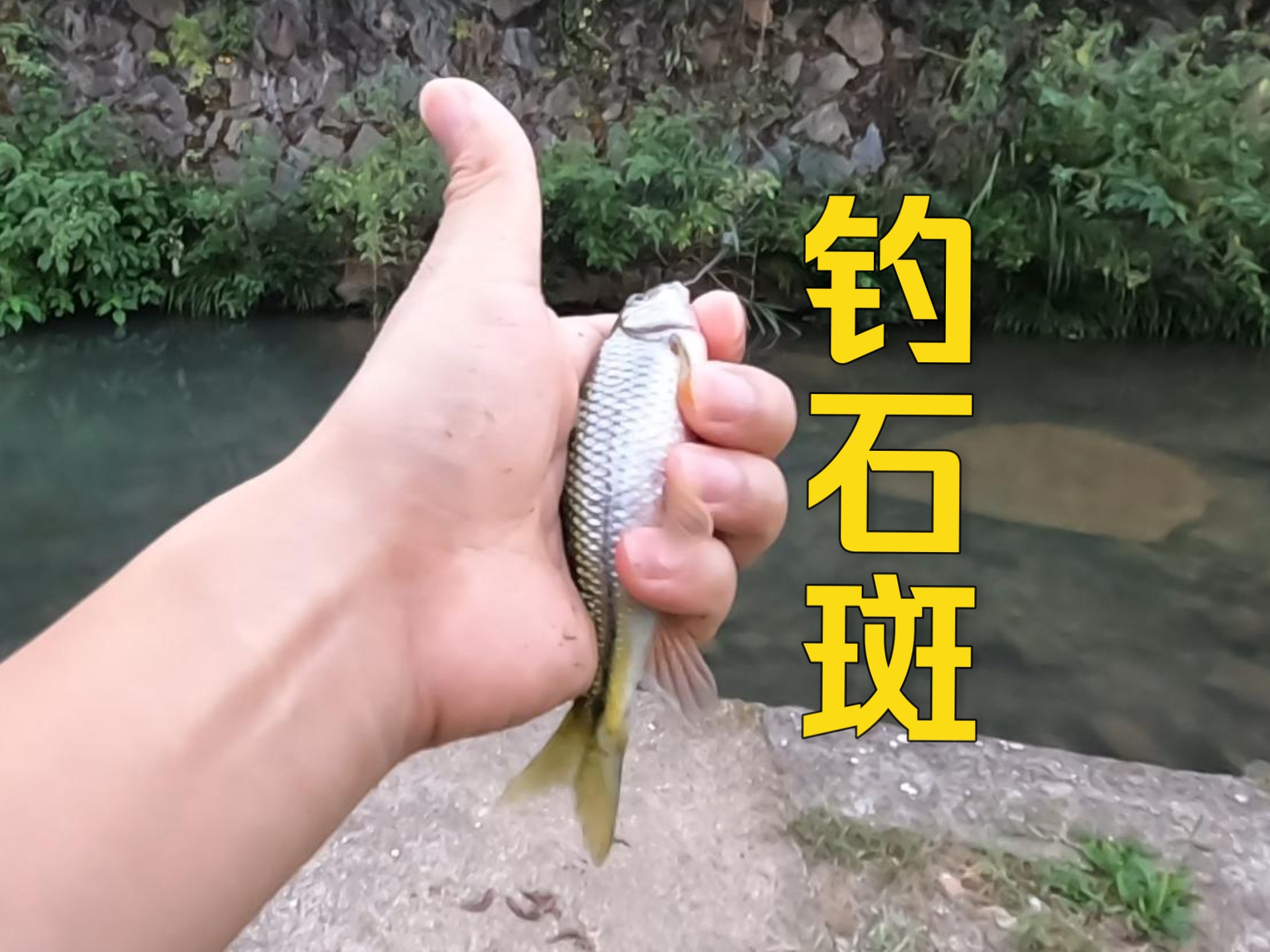 溪石斑用什么饵料(溪石斑最厉害三个饵料)