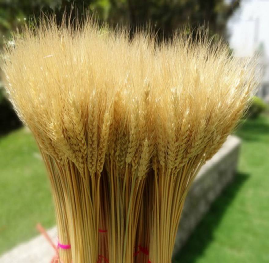 小麦胚芽钓鱼技巧(小麦胚芽钓鱼用生的还是熟的)