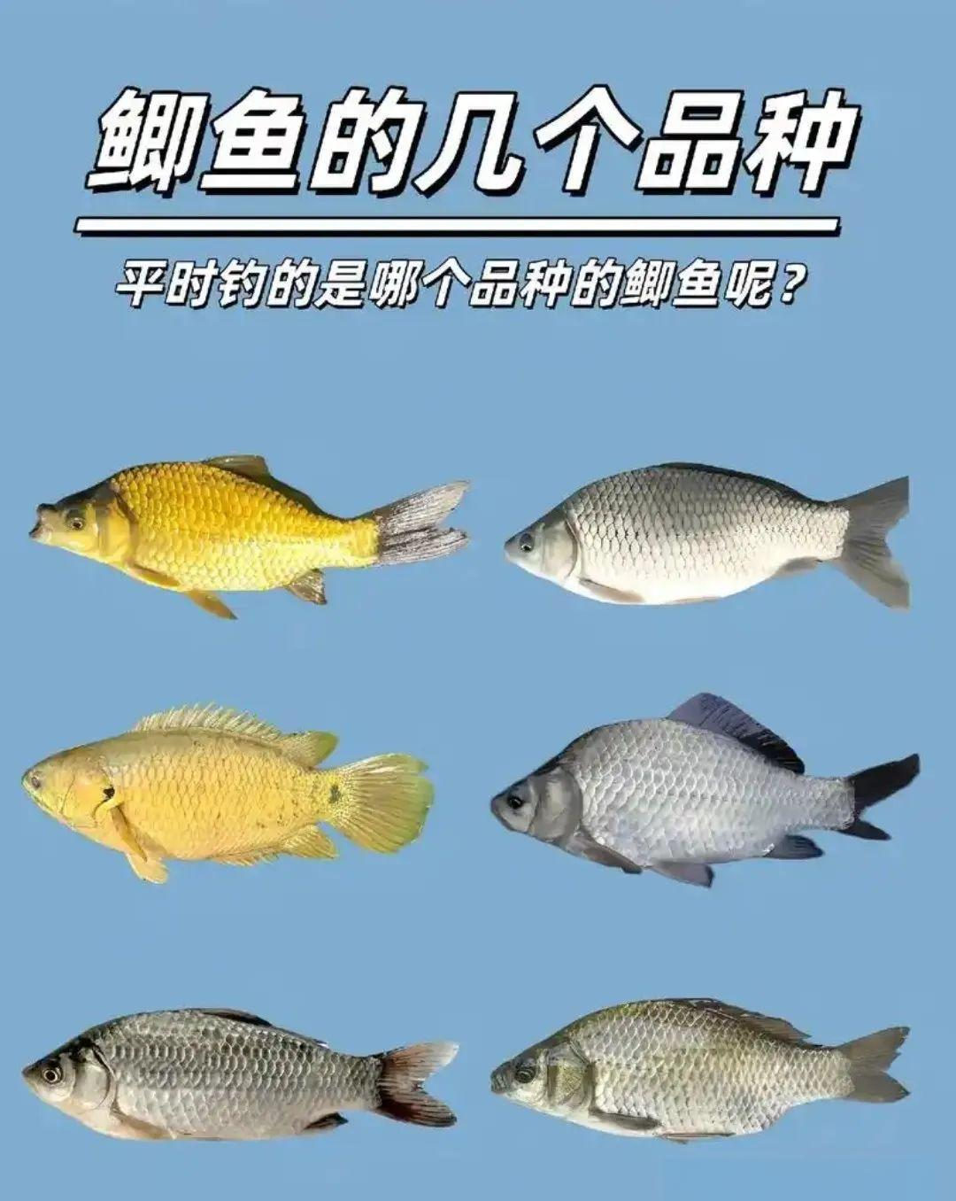 河流鲫鱼技巧(河里鲫鱼怎么做好吃)