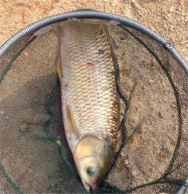 用玉米面钓鲤鱼技巧(玉米面钓鲤鱼鱼食配方)