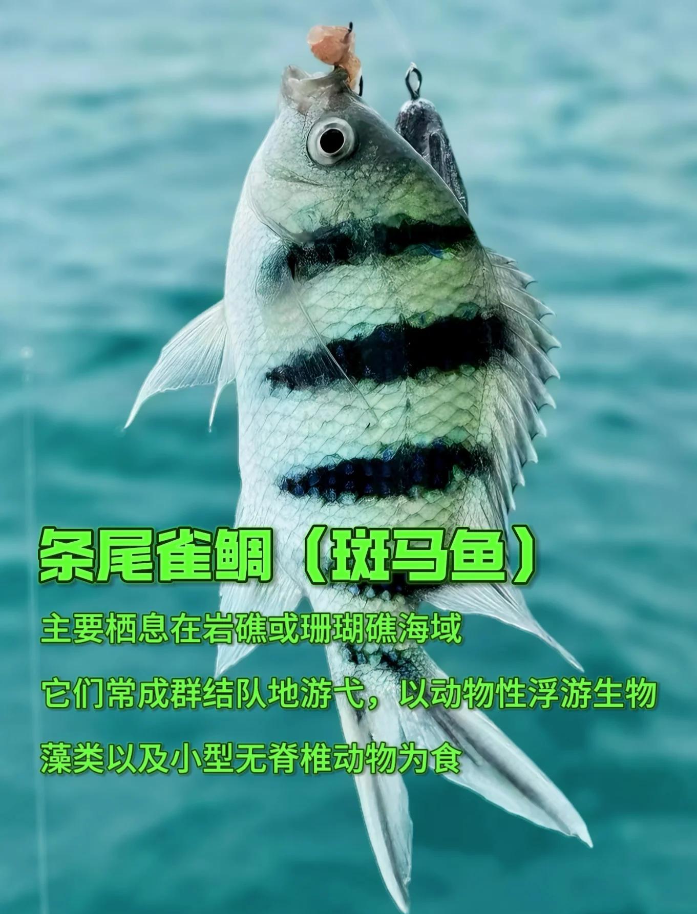 海钓国际品牌排行榜(海钓钓具品牌)