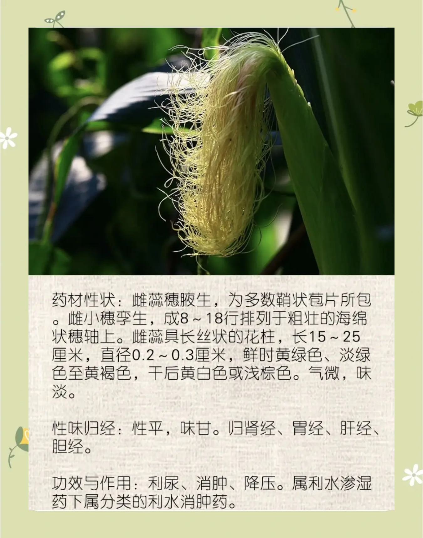 中药怎么配玉米饵料(中药玉米钓鱼配方大全)