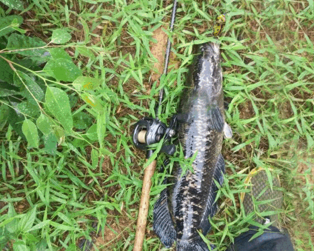 路亚黑鱼鱼线(路亚打黑鱼的线组安装方法)
