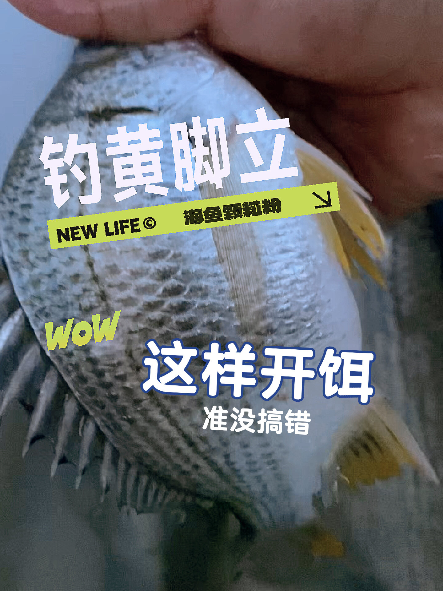 钓黄脚立饵料配方(钓黄脚立用什么鱼钩)