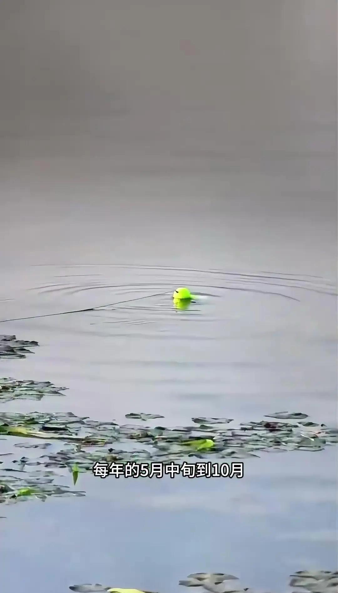 大水库钓草鱼技巧(水库野钓草鱼十技巧)