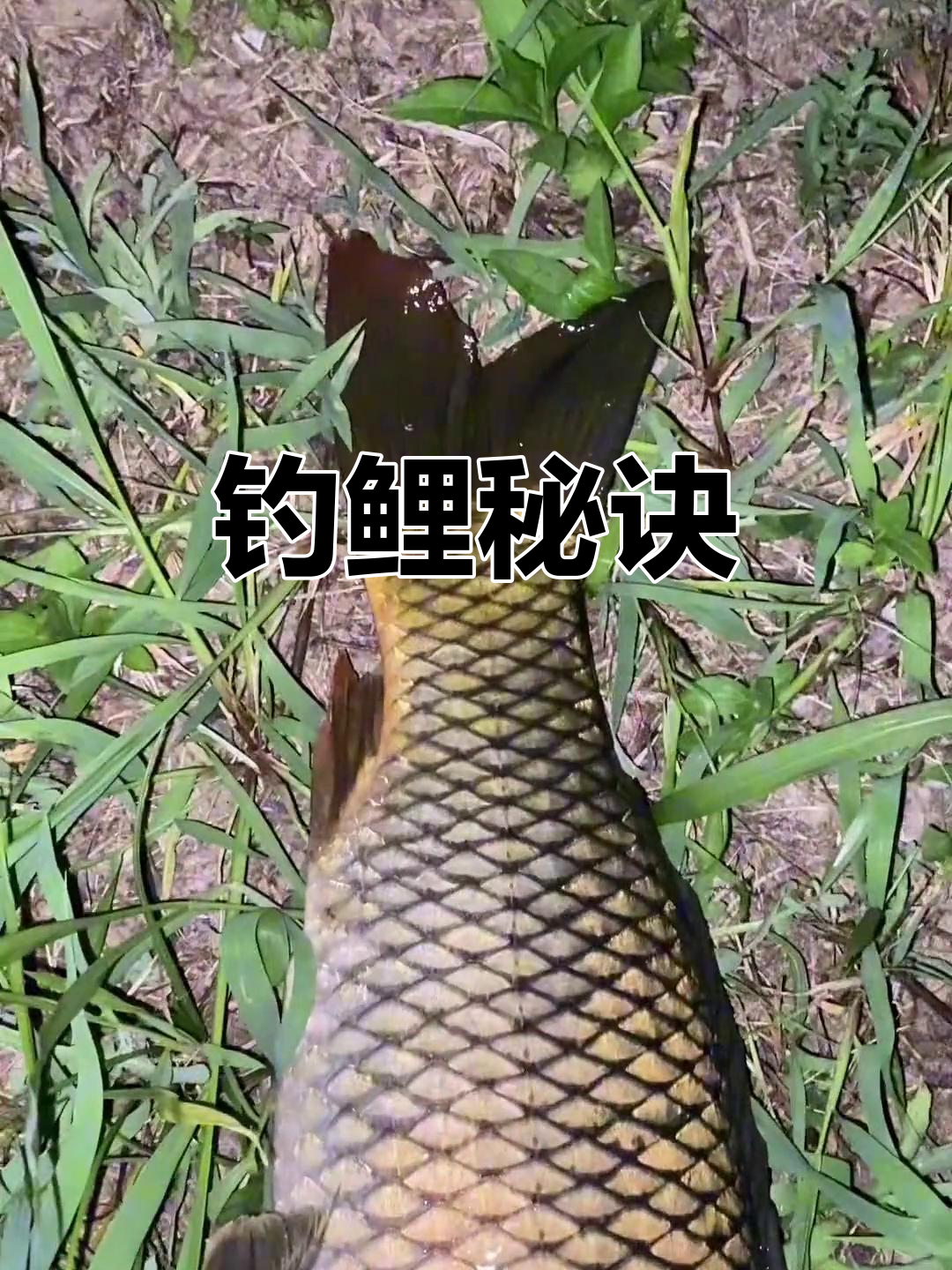 鱼塘掉鲤鱼有什么技巧(鱼塘掉鱼用什么饵料)
