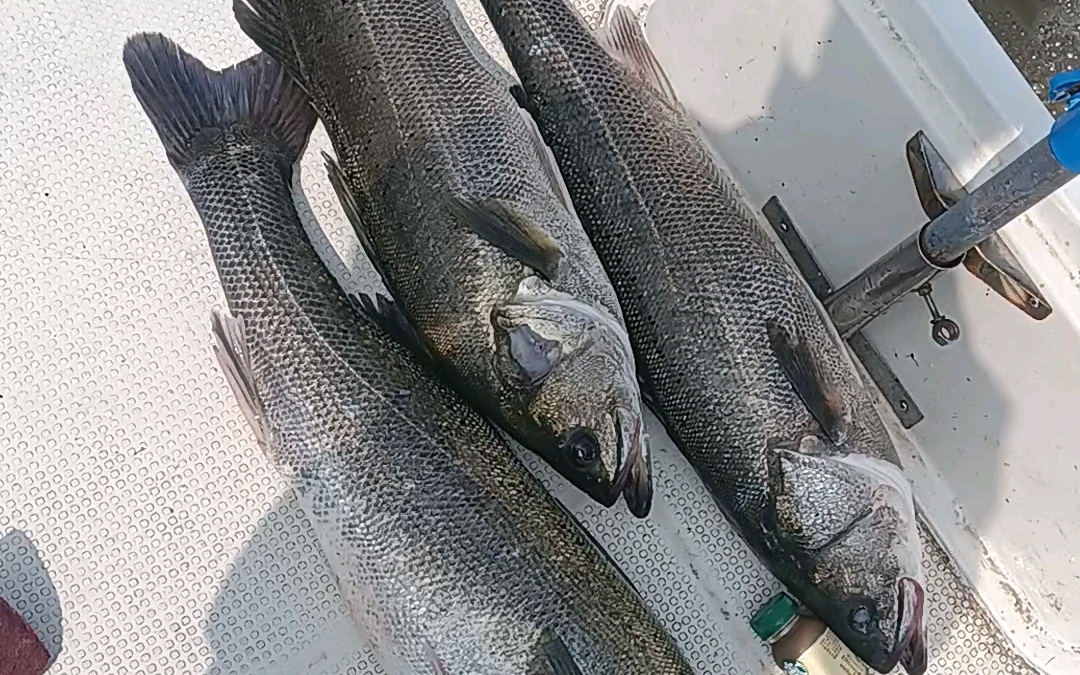 秦皇岛中午出海钓鱼(秦皇岛海钓什么时间钓什么鱼)