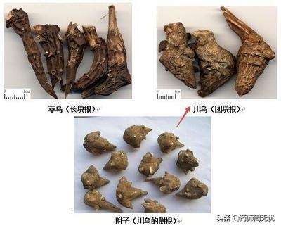 冬天钓乌头技巧(冬天钓乌头鱼钓法)