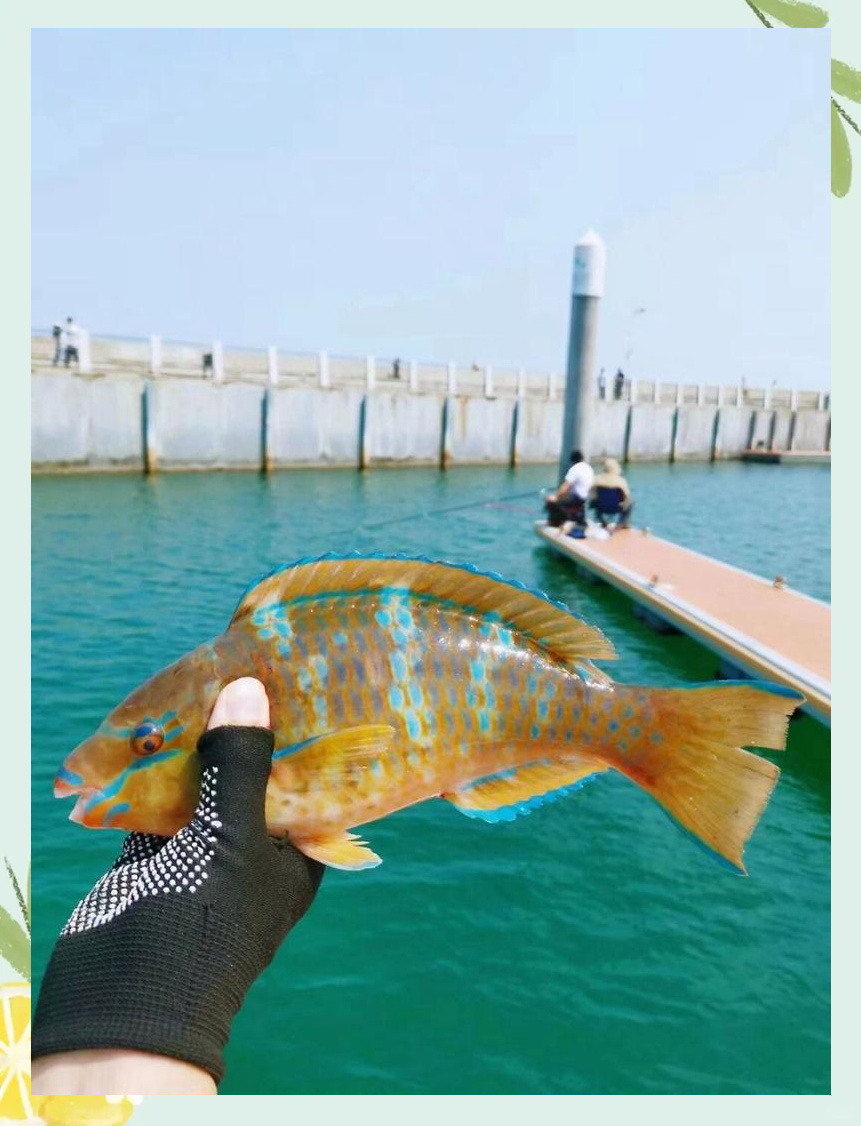 珠海钓乌头鱼(珠海哪里有乌头钓)