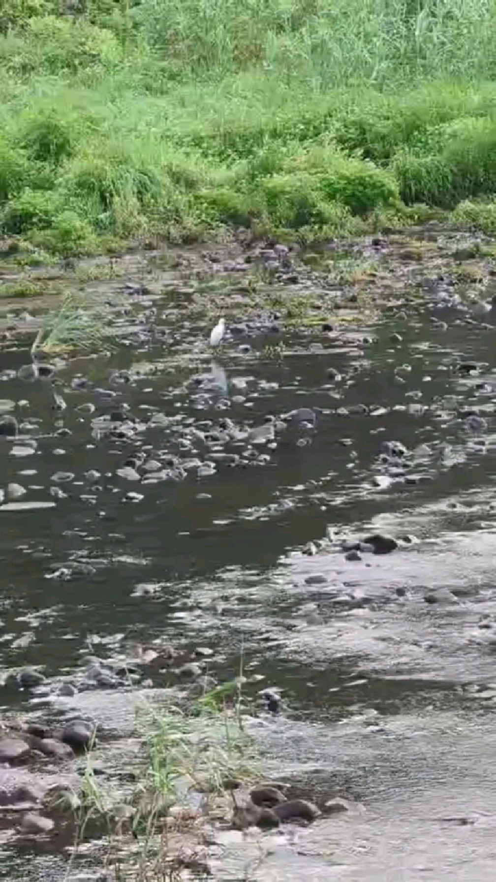 白鹭水库钓鱼技巧(白鹭水库钓鱼技巧和方法)