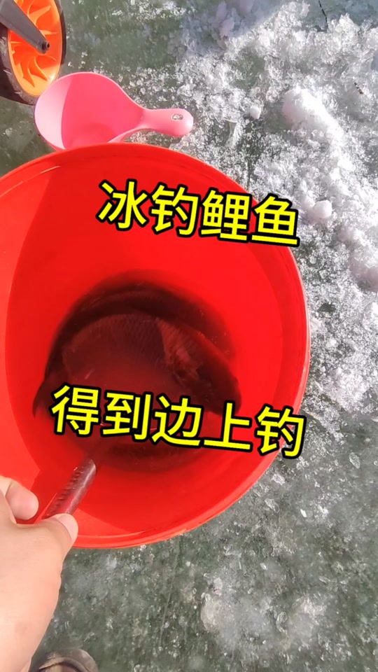 冰钓鲤鱼的选位技巧(冰钓鲤鱼怎么调漂)