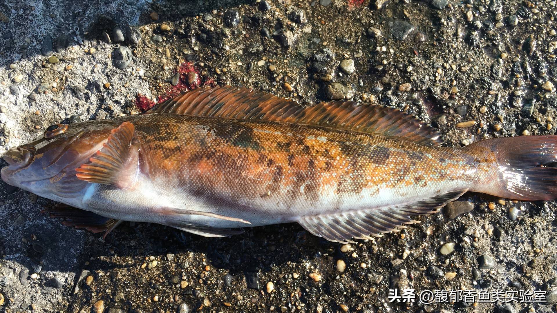 海钓有毒的鱼(海钓有毒的鱼图片)