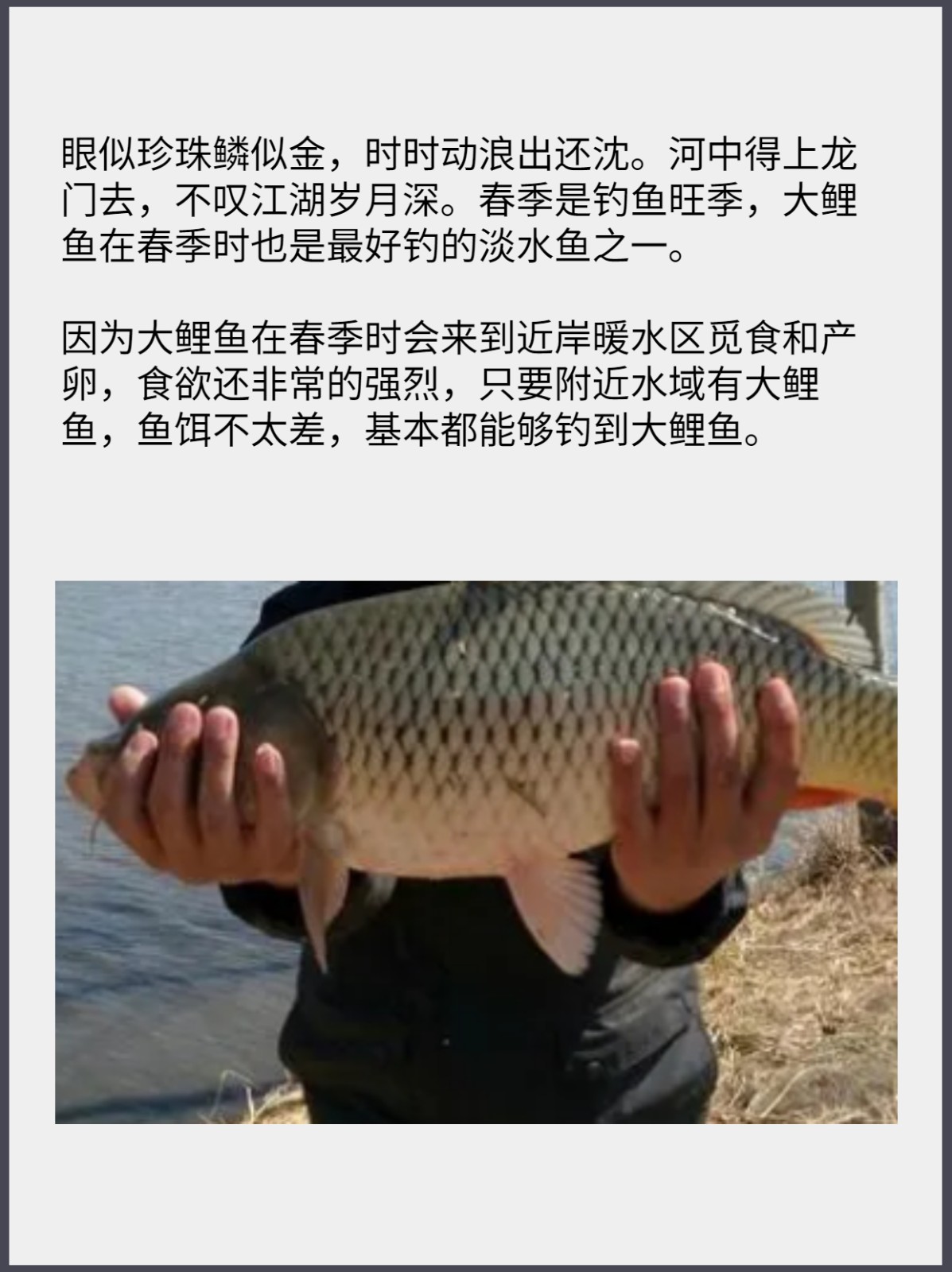 春天野钓鲤鱼技巧(春天野钓鲤鱼技巧和方法)