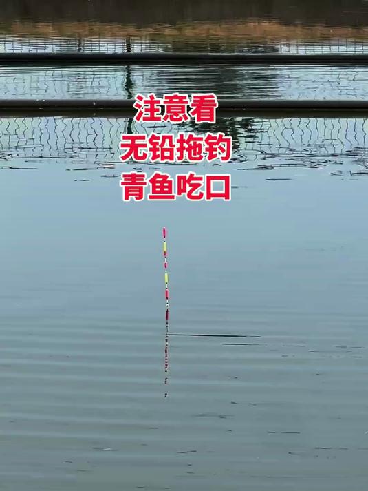 青鱼大物黑坑技巧(青鱼黑坑钓法)