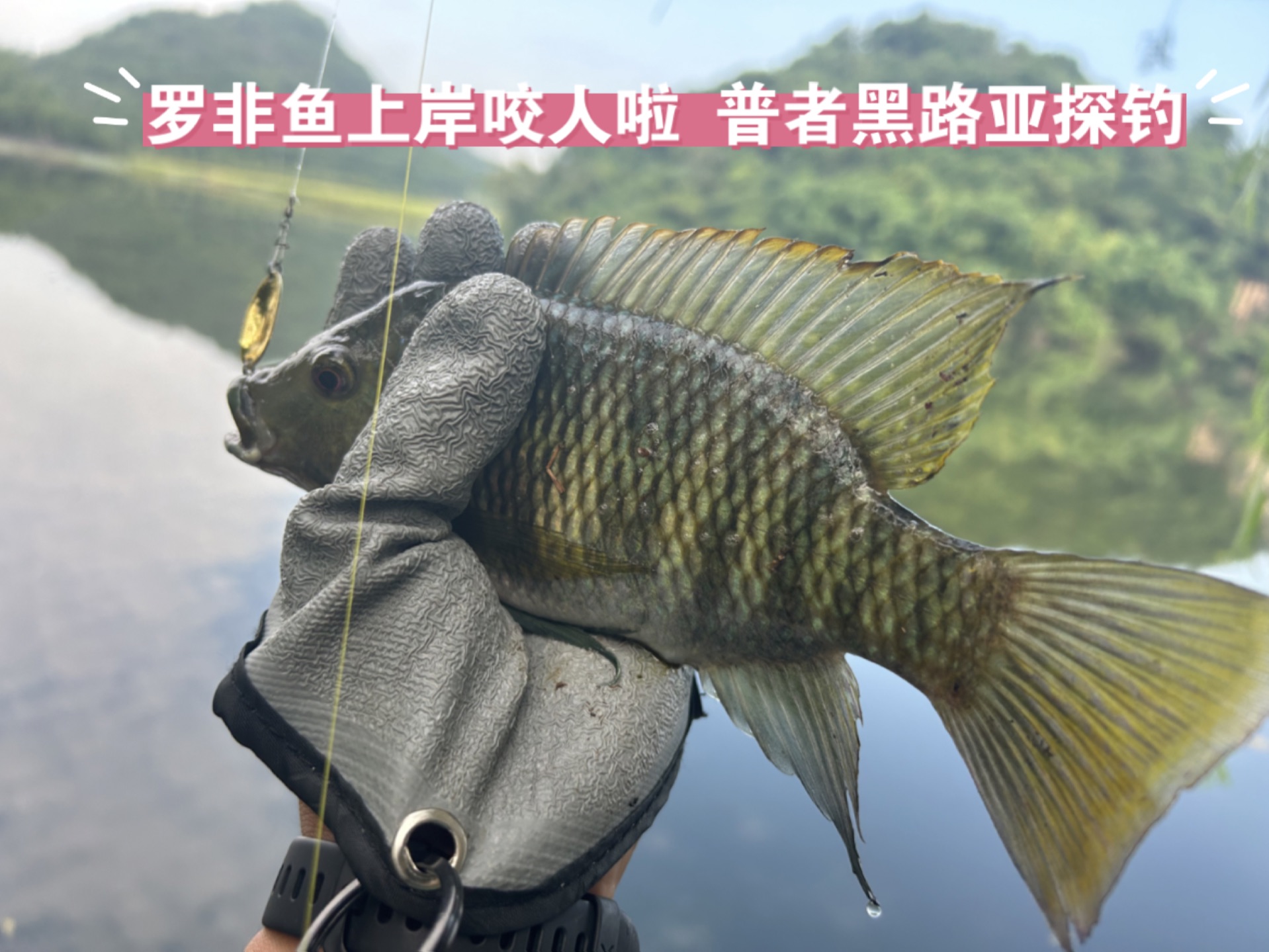 路亚路不到罗非(罗非很难路亚)