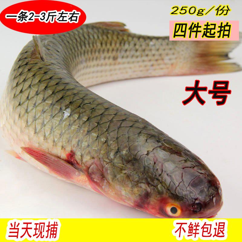 手丝海钓乌头(钓乌头鱼的正确方法)