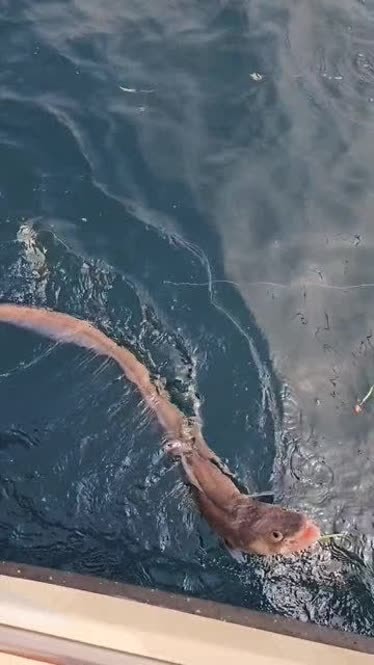 海钓鳗鱼图片大全(海钓鳗鱼钓法时间)