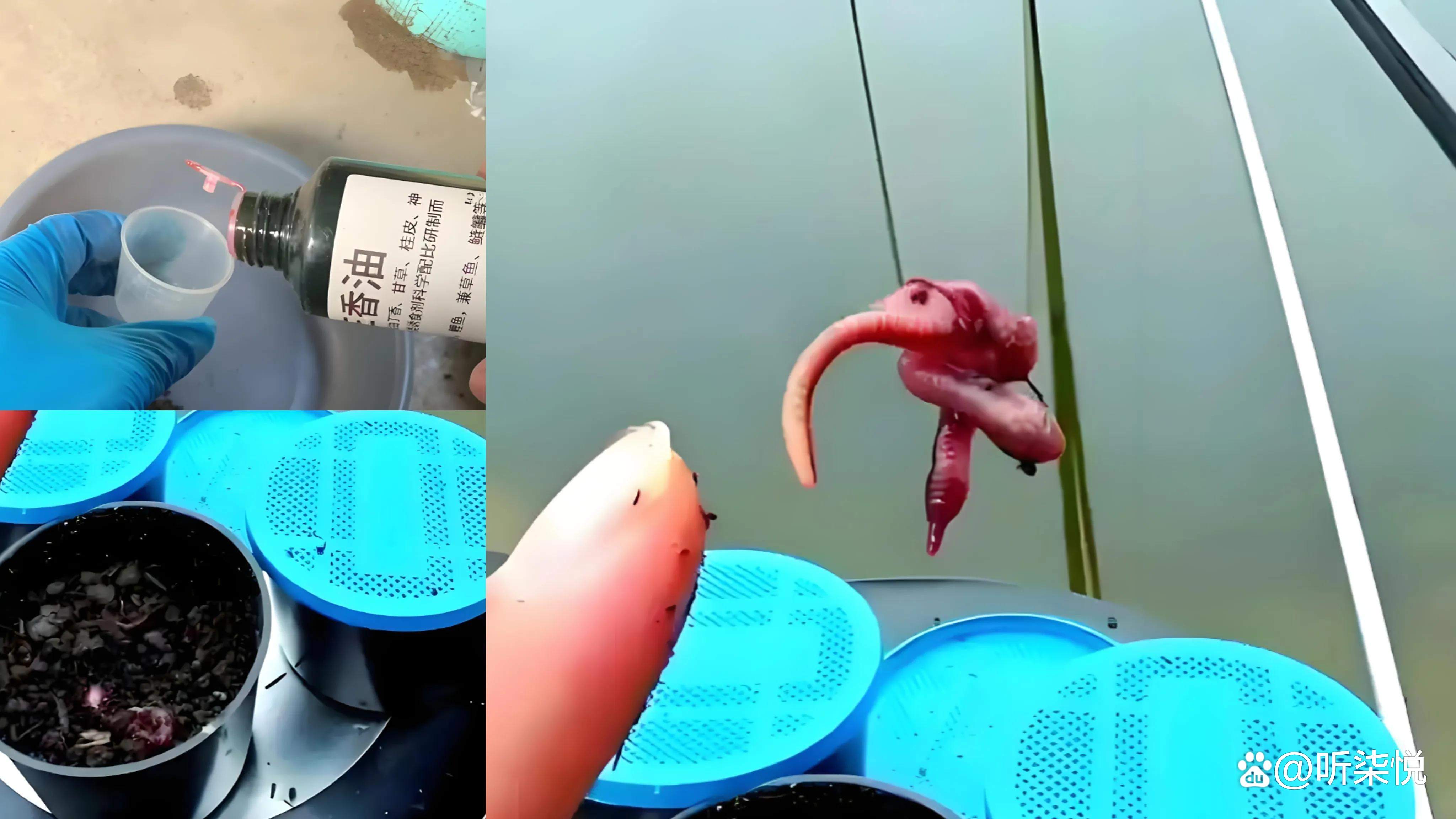 黑坑用蚯蚓钓鲫鱼技巧(黑坑用蚯蚓钓鲫鱼技巧和方法)