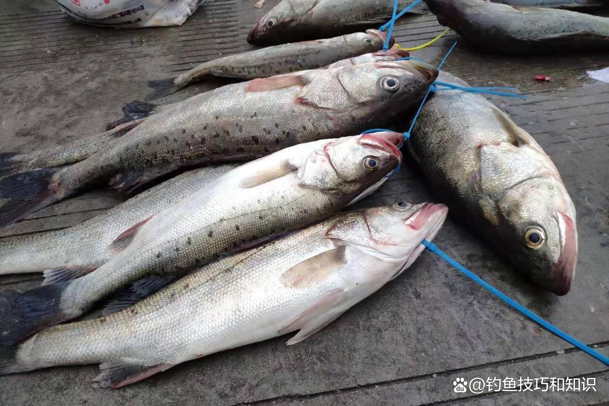 春天能海钓吗(春季海钓能钓到什么鱼)