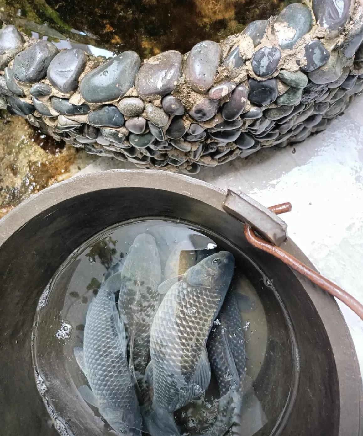 冰钓离底鲫鱼技巧(冰钓离底鲫鱼技巧和方法)