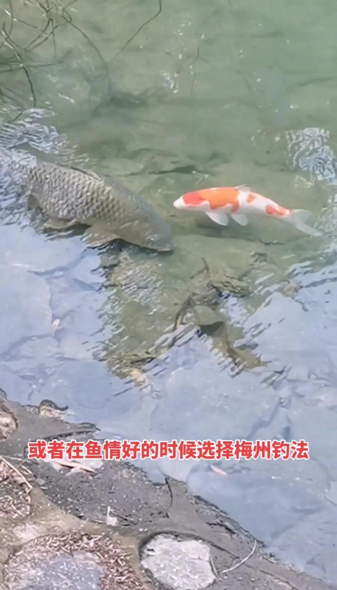 土鲮鱼的钓法技巧(土鲮鱼的钓饵)