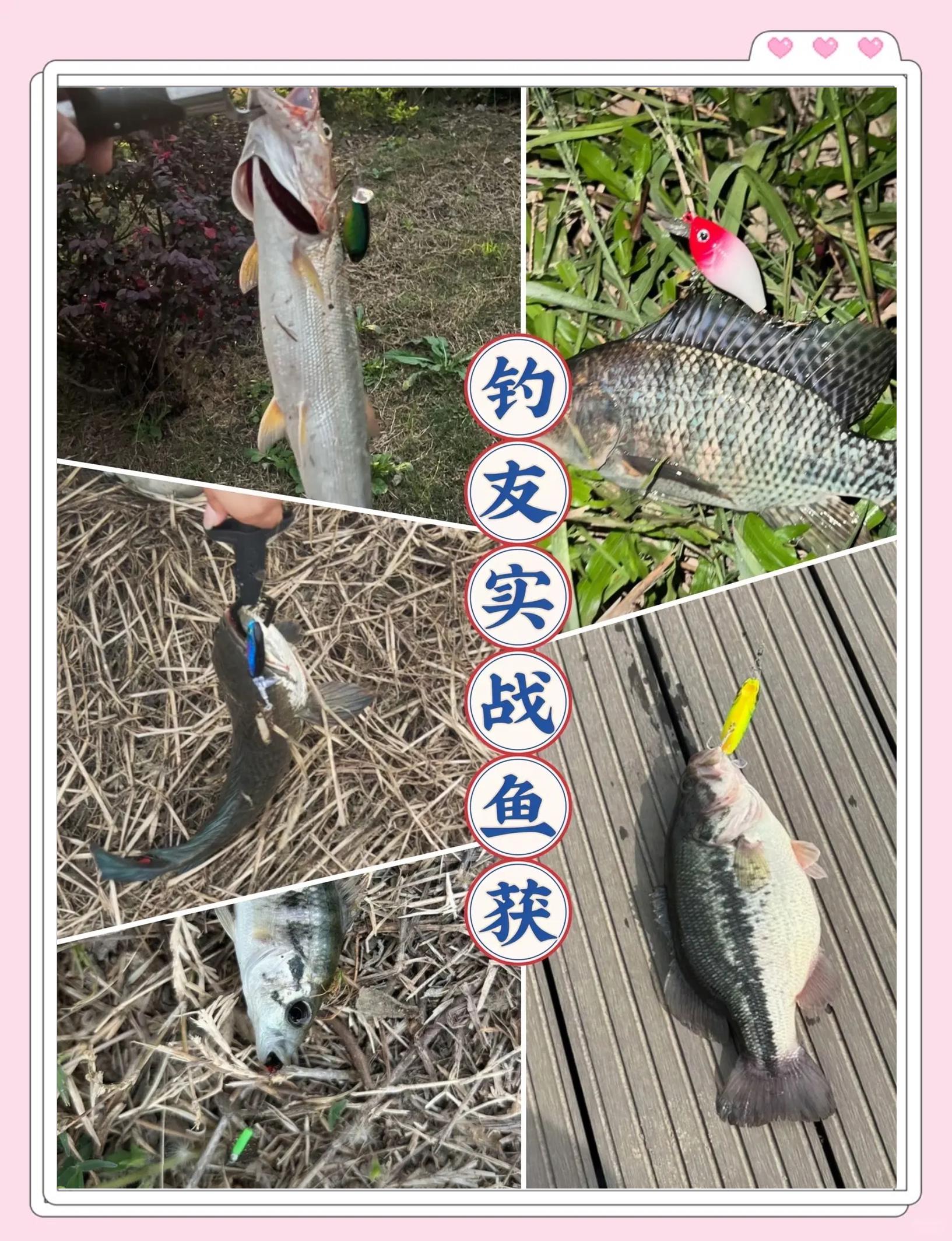海钓在河里用什么饵(在海河钓鱼用什么饵)