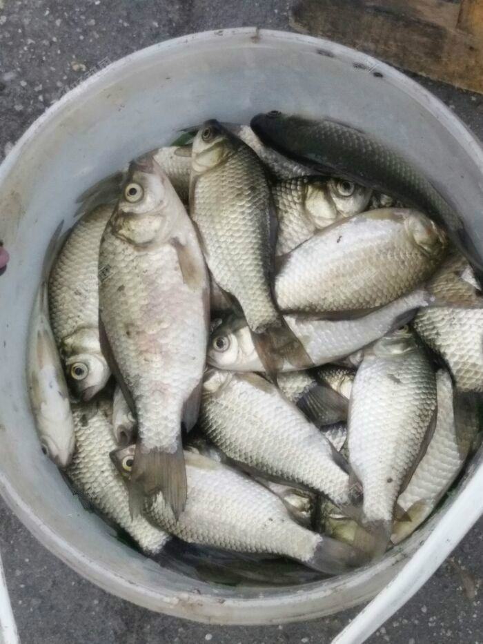 饵料加啤酒好吗(饵料能加酒吗)
