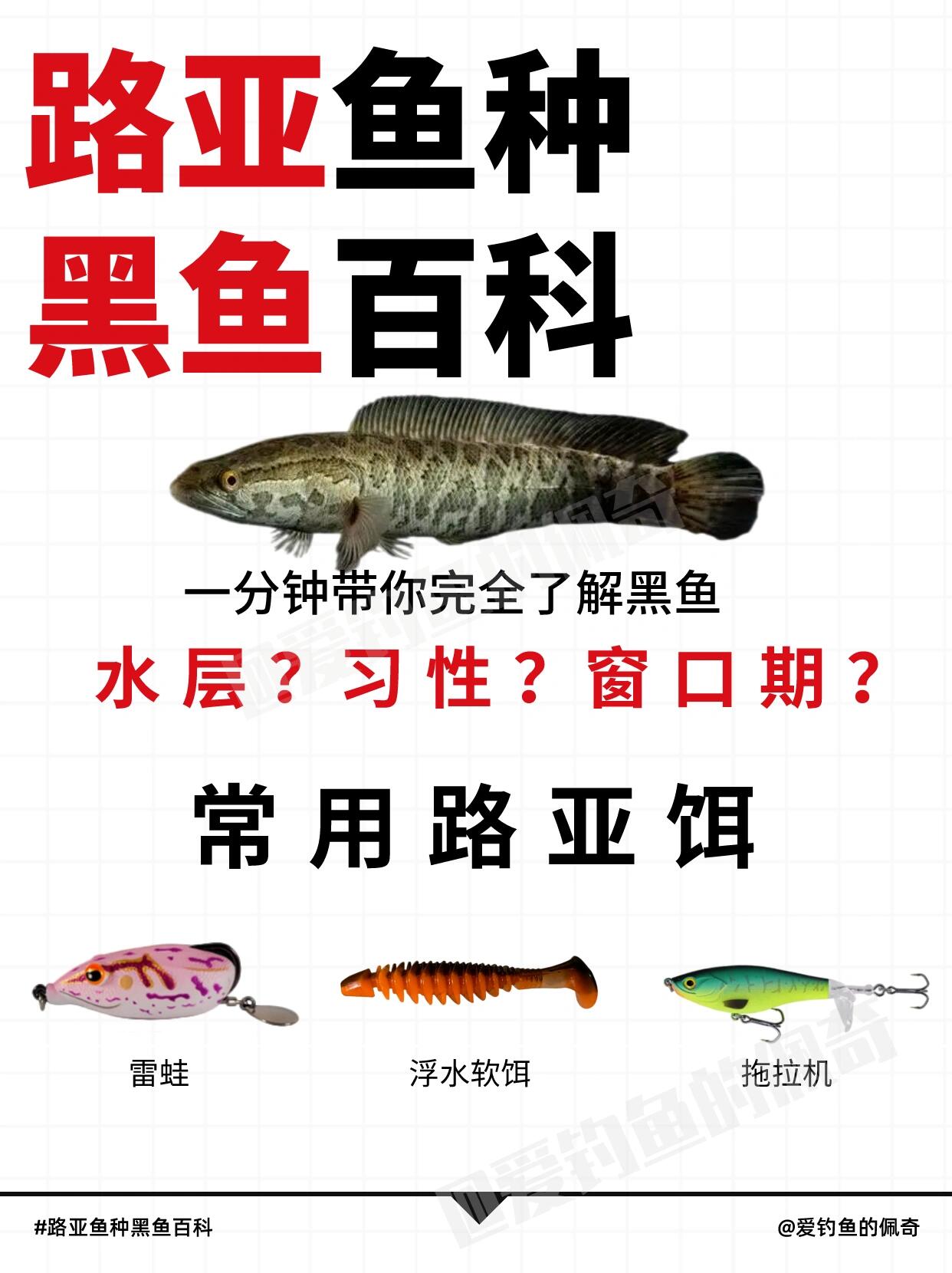 路亚黑鱼技术(路亚黑鱼技术视频教程)
