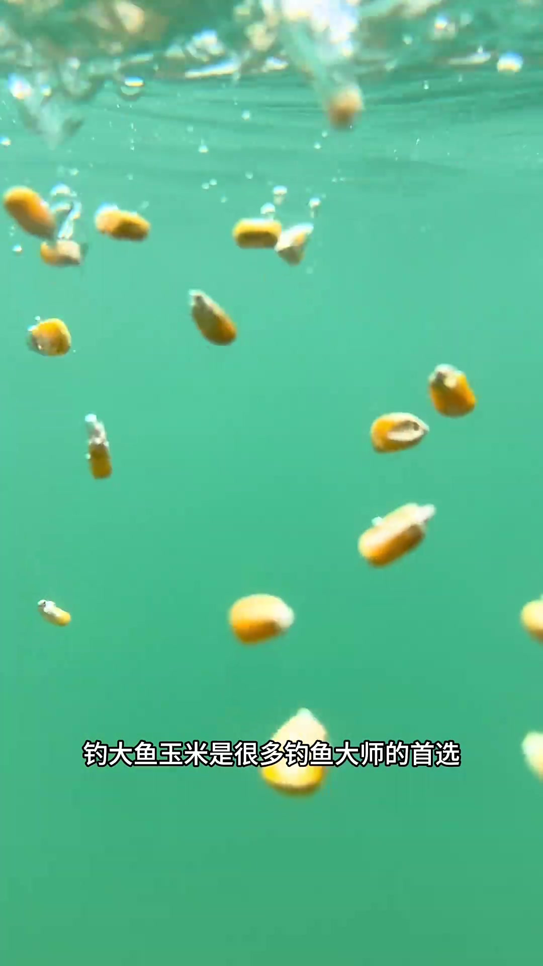 用玉米粒夜钓鱼技巧(夜钓玉米粒挂钩正确方法)