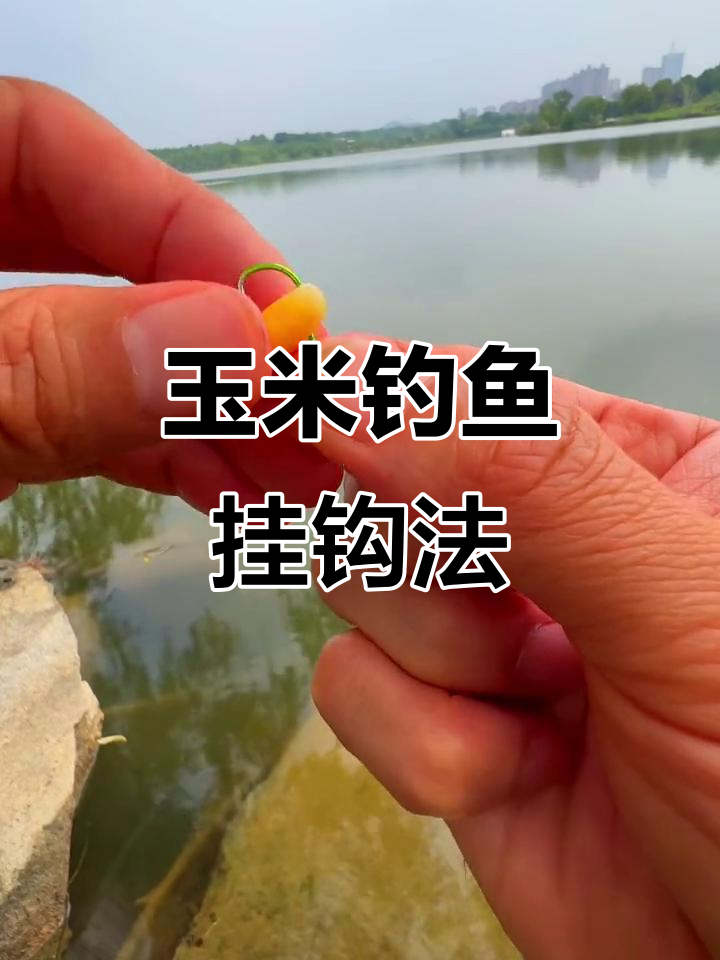 用玉米粒夜钓鱼技巧(夜钓玉米粒挂钩正确方法)