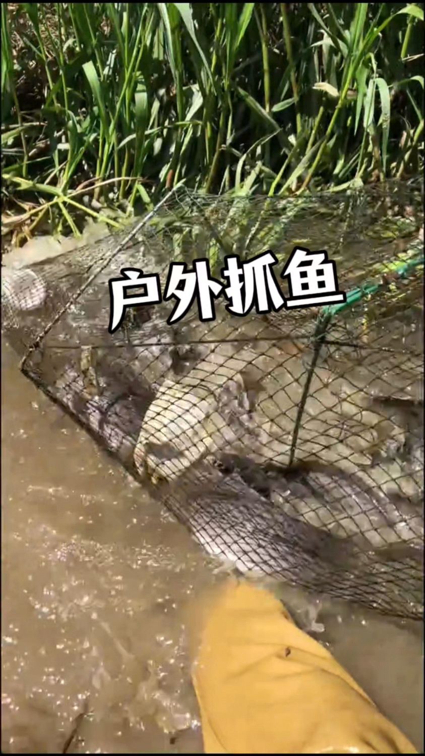 捉水鱼技巧(捉水鱼是什么意思)