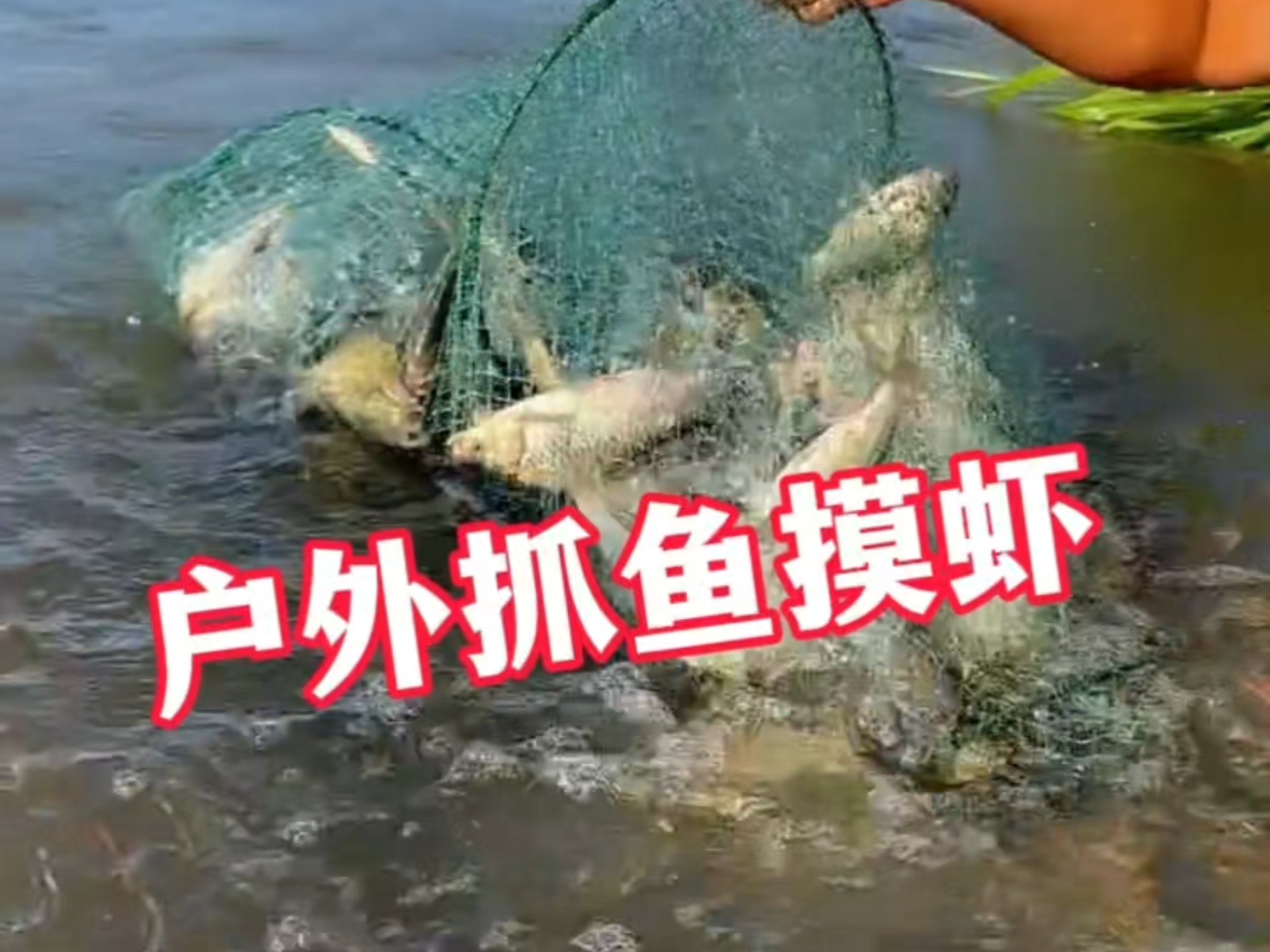 捉水鱼技巧(捉水鱼是什么意思)