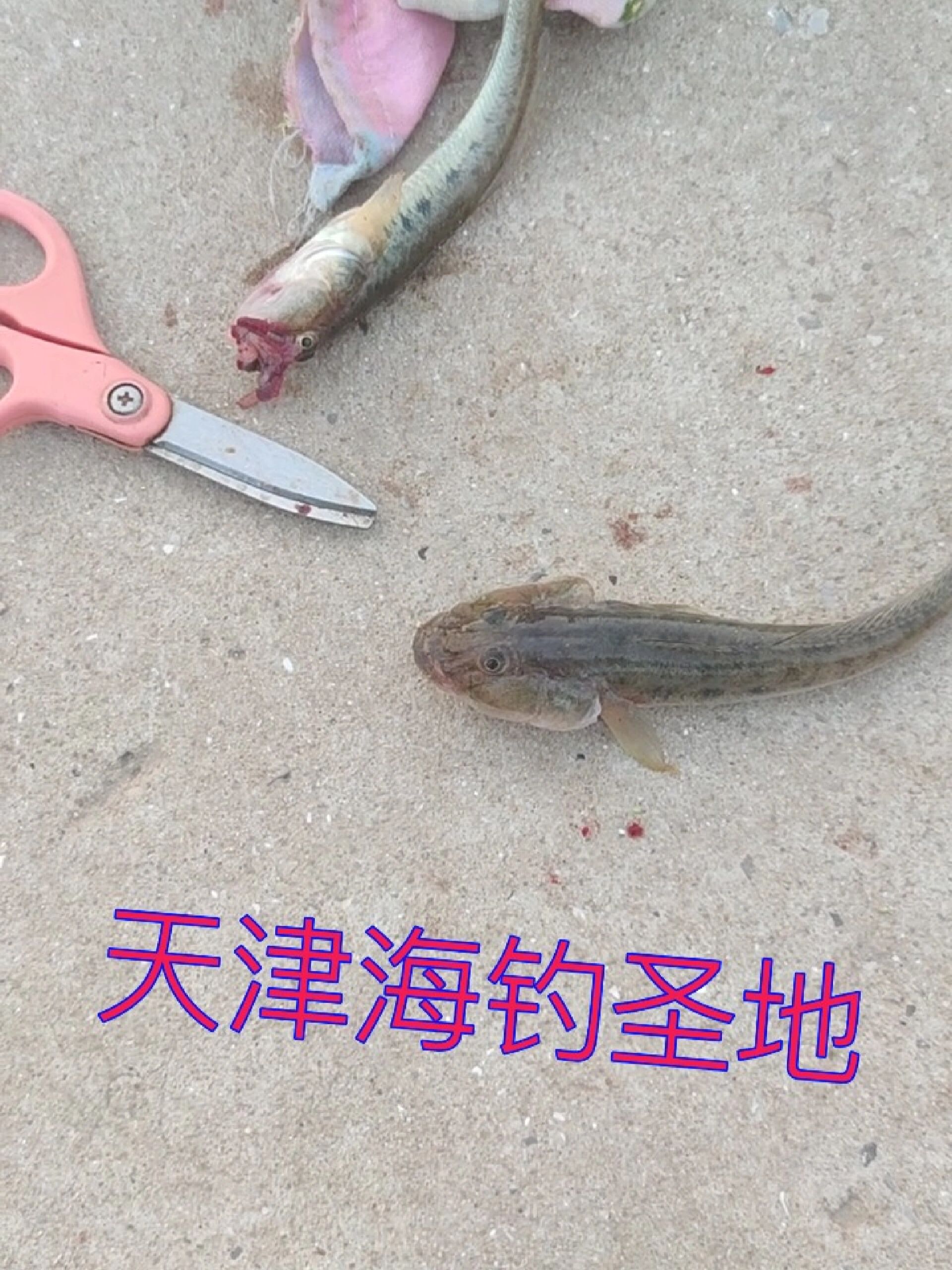 天津组织海钓规定(2021天津海钓)