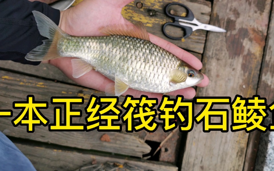 石鲮鱼饵料配方(钓石鲮鱼用什么打窝)