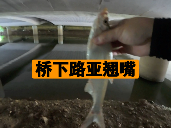 信阳路亚翘嘴(路亚翘嘴在哪个水层)