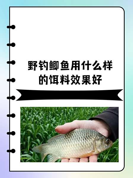 丹江用什么饵料(丹江野钓)