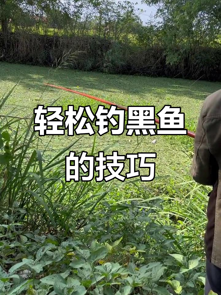 秋季野钓黑鱼技巧(入秋黑鱼怎么钓)