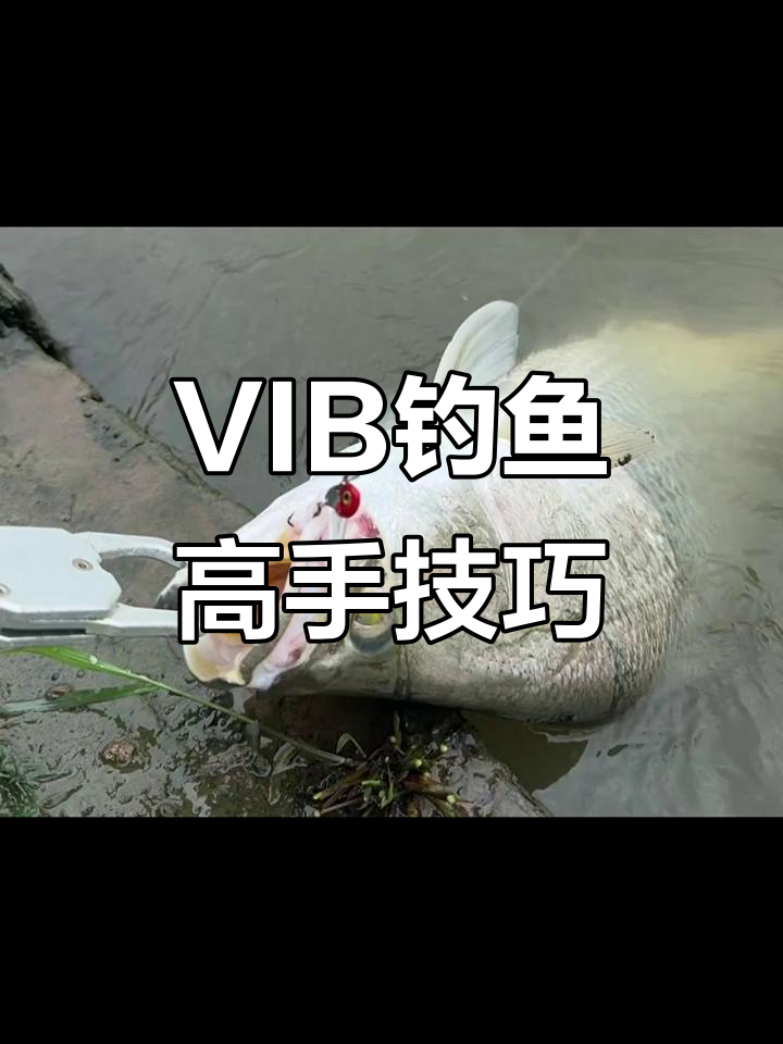 vib饵收线技巧视频(vib鱼饵是什么意思)