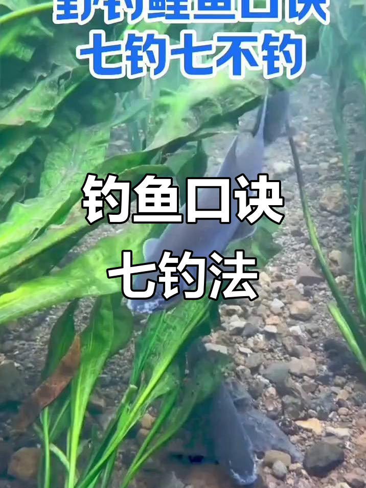 广东野钓鲤鱼技巧(广东怎么钓鲫鱼)
