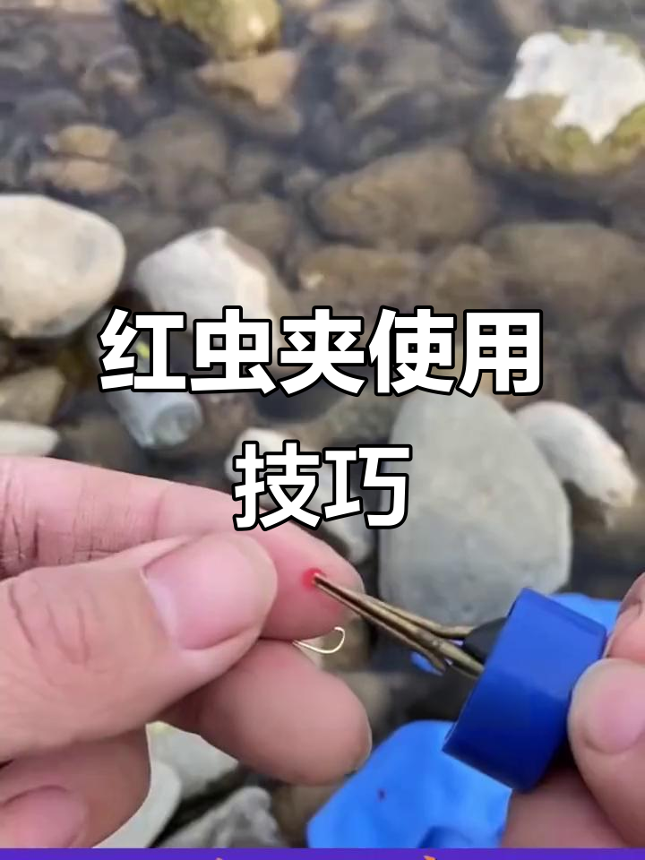 红虫饵钓鱼技巧(红虫饵钓鱼技巧和方法)