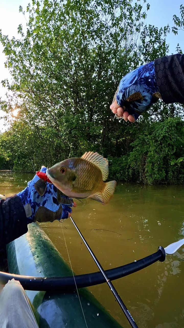 钓鱼罗非魚技巧视频(钓大罗非鱼视频)