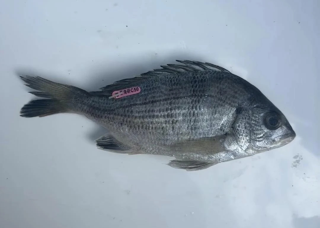 广东海钓黑鲷(滩钓黑鲷)
