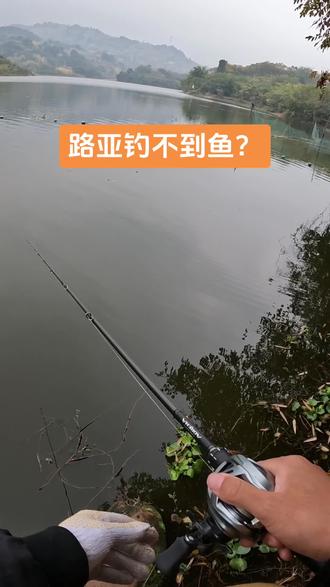 路亚鳜鱼翘嘴(路亚鳜鱼翘嘴用什么颜色的t尾)